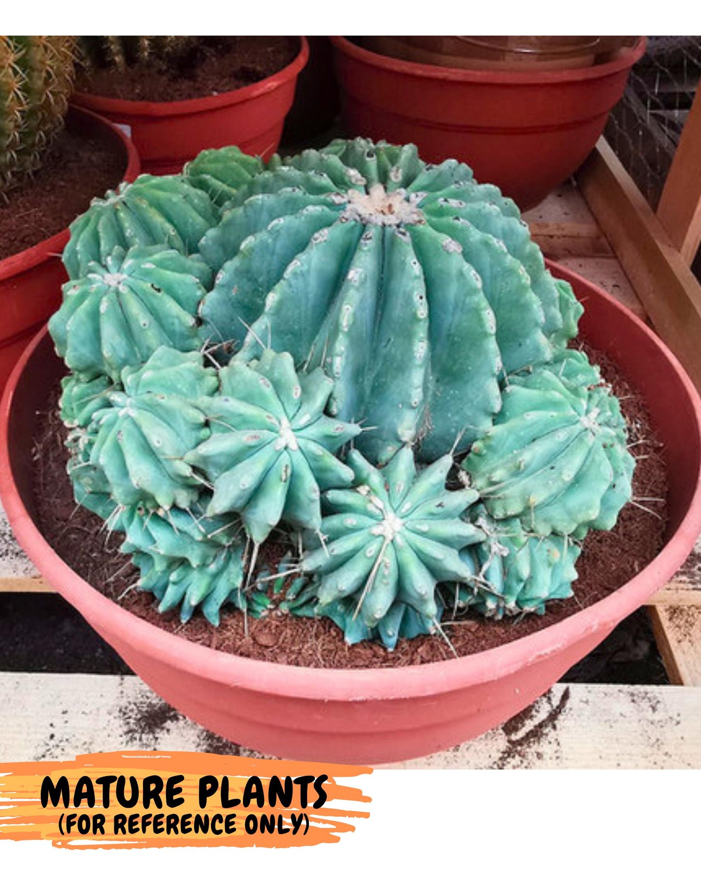 Ferocactus Glaucescens (b) | Rare Cactus