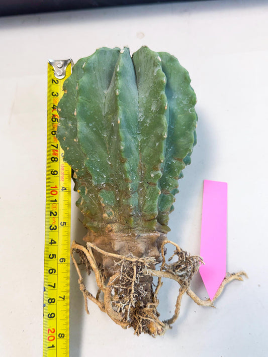 Ferocactus Glaucescens (p) | Rare Cactus