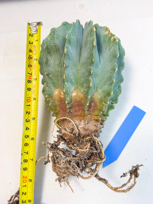 Ferocactus Glaucescens (b) | Rare Cactus