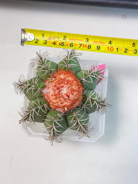 Cereus Geometrizans Matanzanus (p) | House Plant