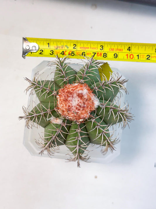 Cereus Geometrizans Matanzanus (y) | House Plant