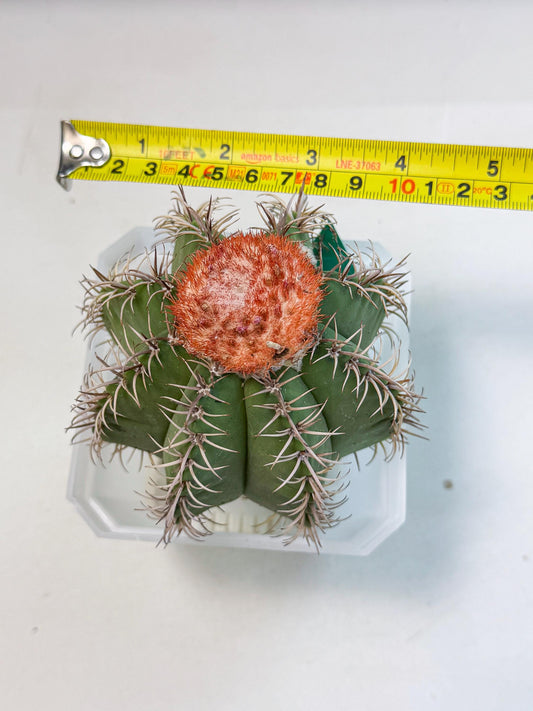 Cereus Geometrizans Matanzanus (g) | House Plant