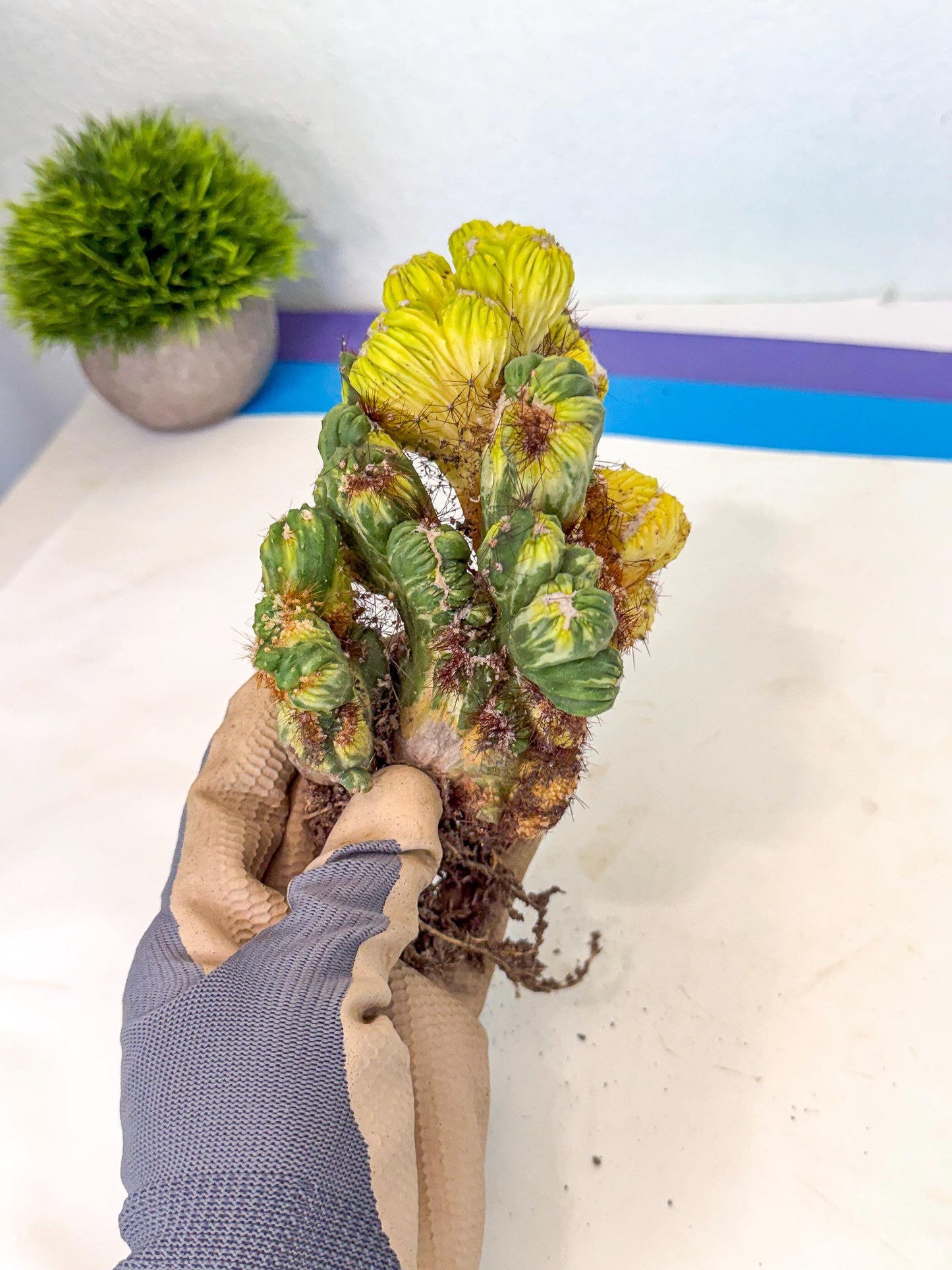 Cereus monstruosus Variegatus Hort (16) | Imported