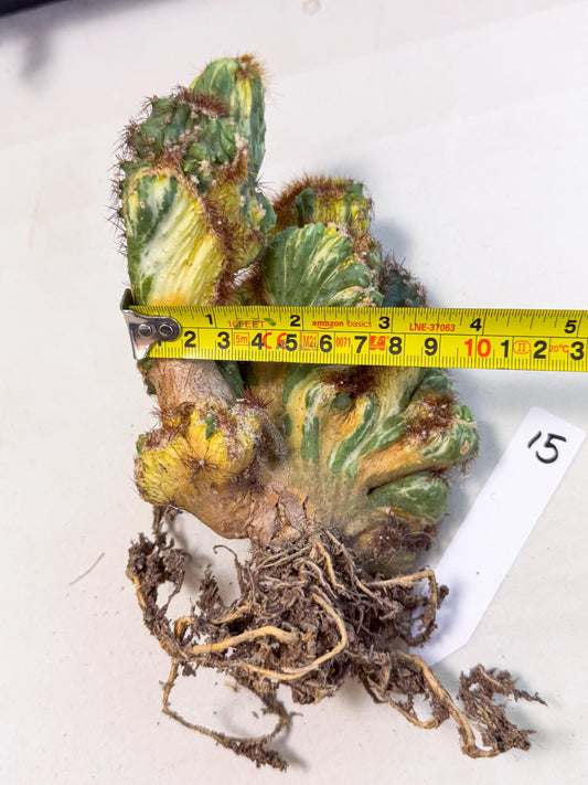 Cereus monstruosus Variegatus Hort (15) | Imported