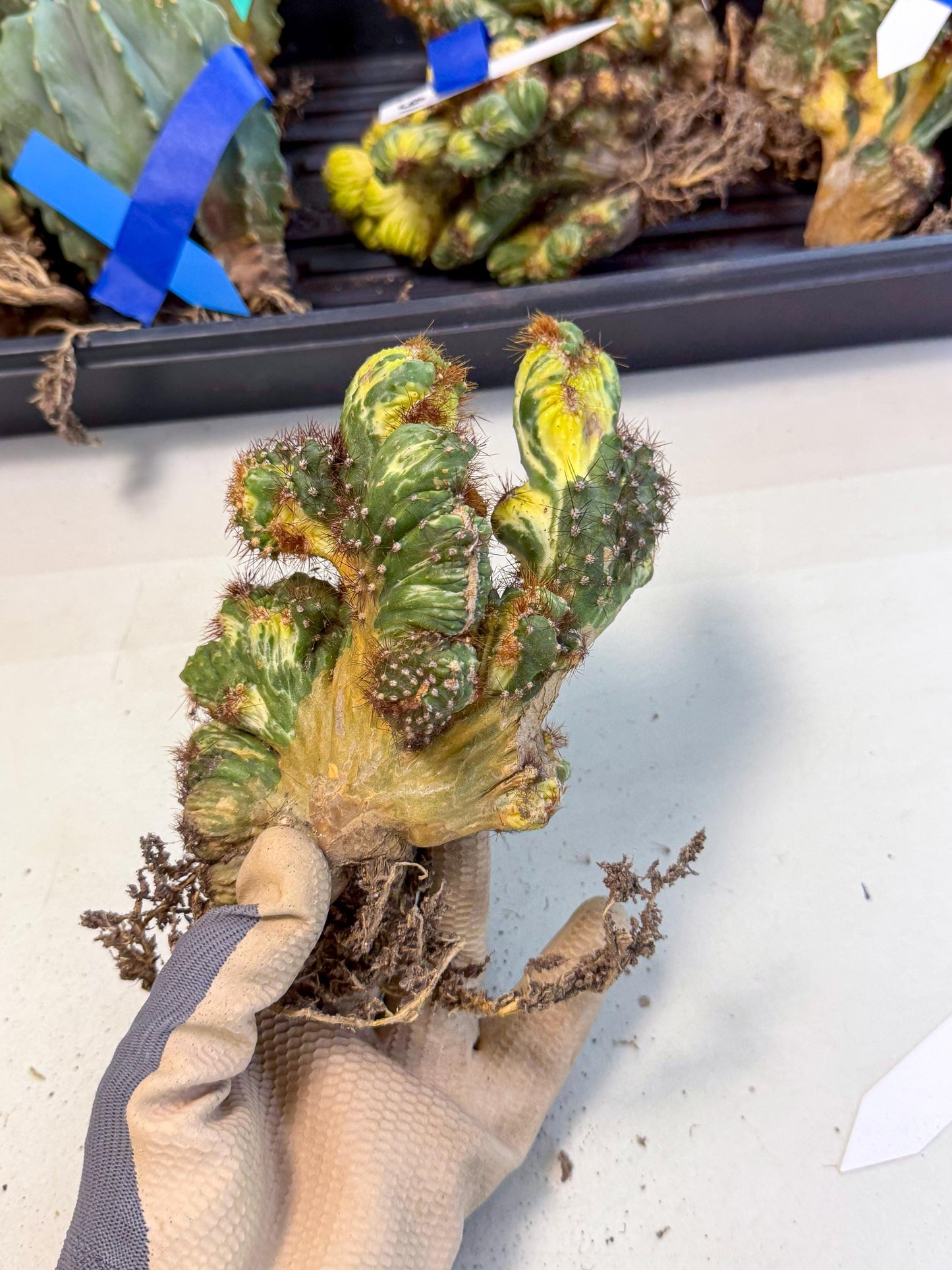 Cereus monstruosus Variegatus Hort (15) | Imported