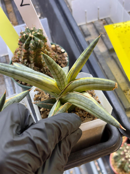 Sansevieria Blue Clone | Dmg for propagation