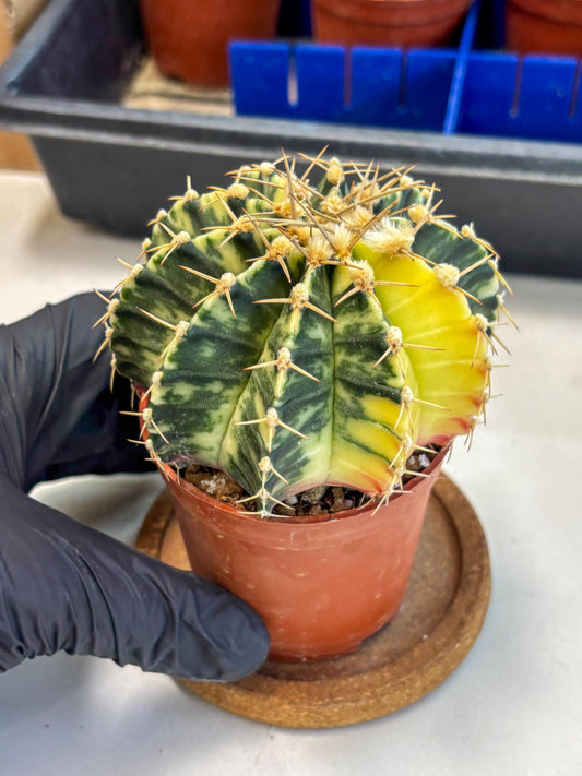 Gymnocalycium Lb Hybrid (gy1) (y4) | Mature Cactus