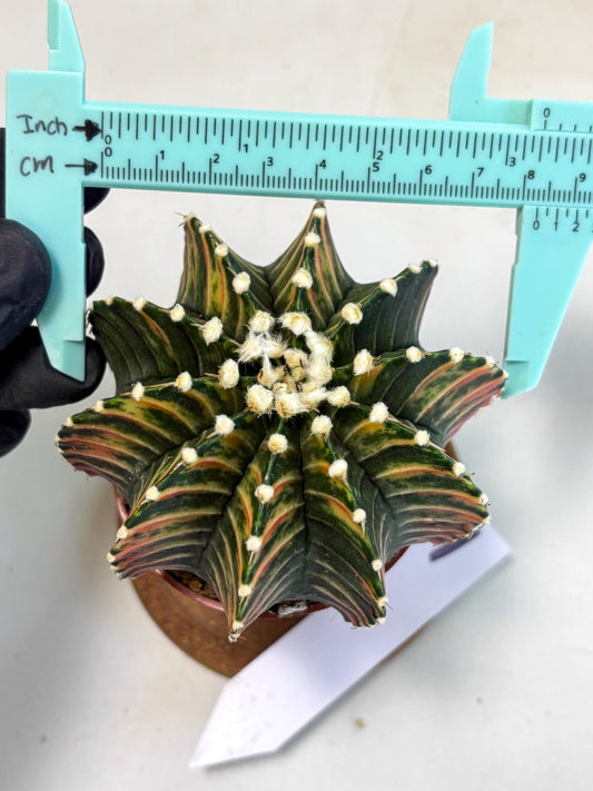 Gymnocalycium Lb Hybrid (gy2) (b1) | Mature Cactus