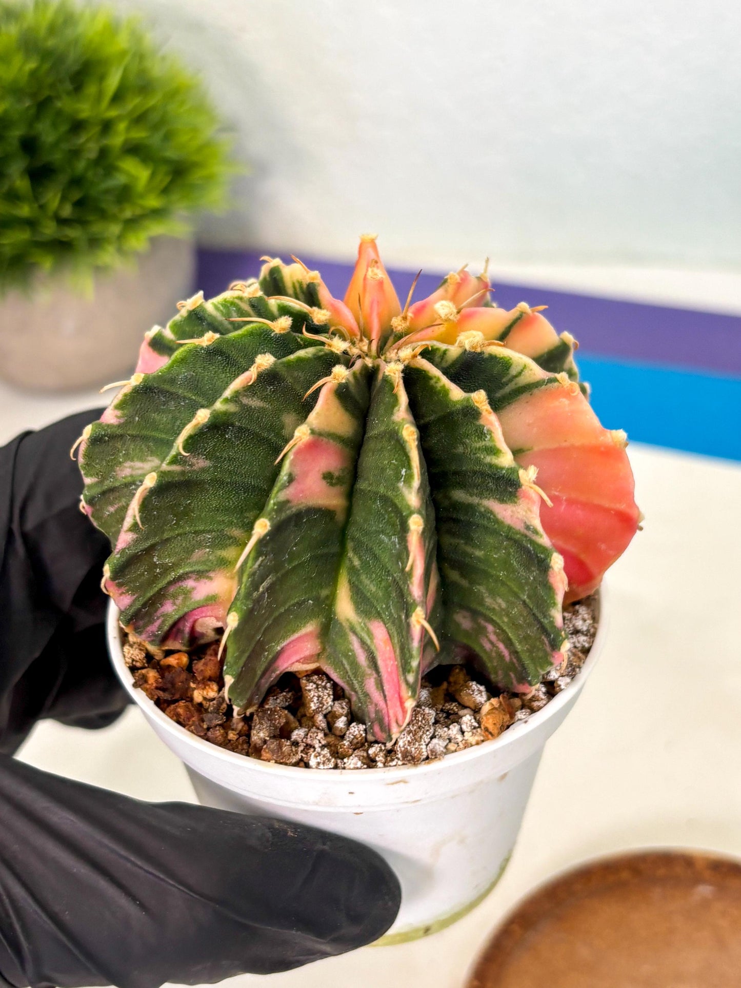 Gymnocalycium Lb Hybrid (gy2) (b5) | Mature Cactus
