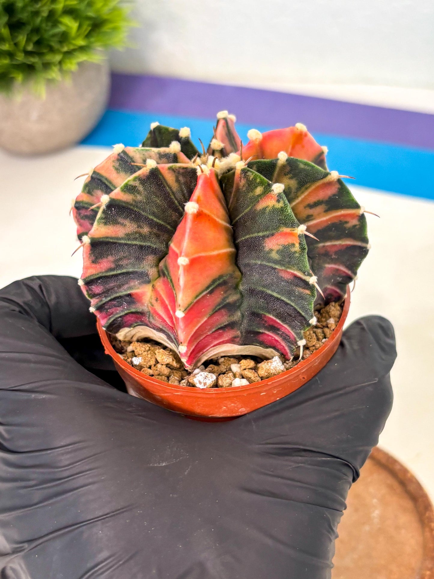 Gymnocalycium Lb Hybrid (gy2) (r2) | Mature Cactus