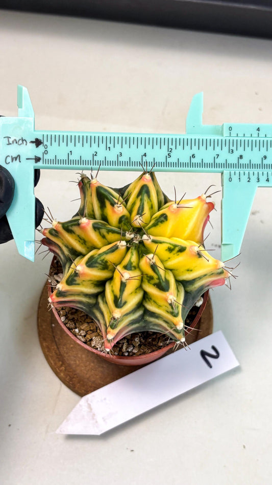 Gymnocalycium Mihanovichii (gy10) (g2) | Mature Cactus