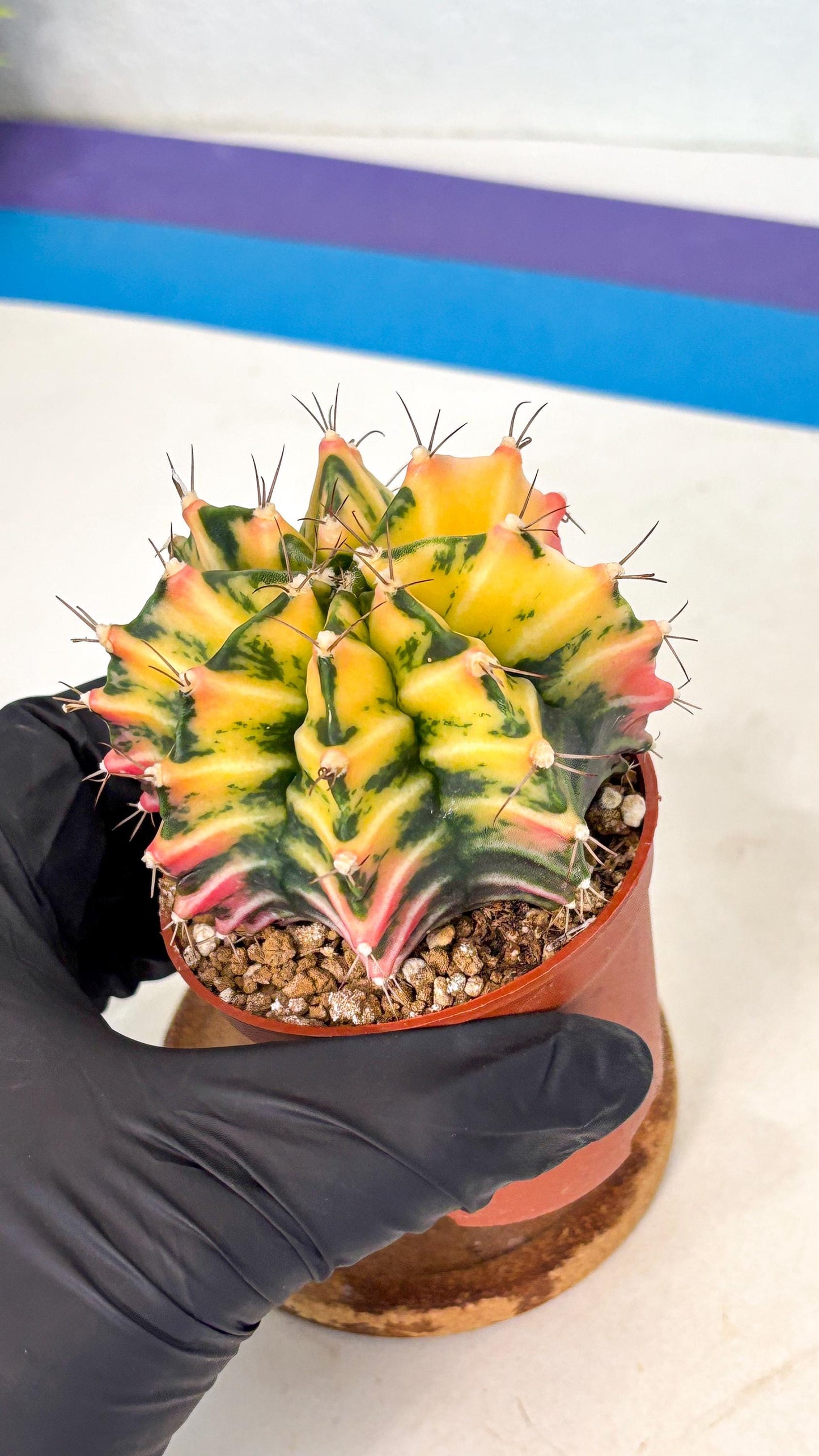Gymnocalycium Mihanovichii (gy10) (g2) | Mature Cactus