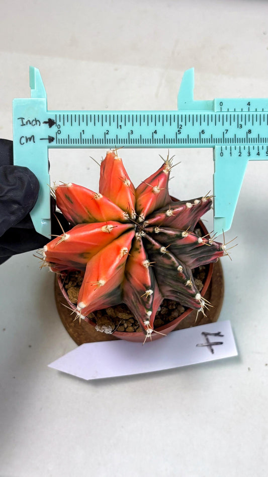 Gymnocalycium Mihanovichii (gy10) (g4) | Mature Cactus