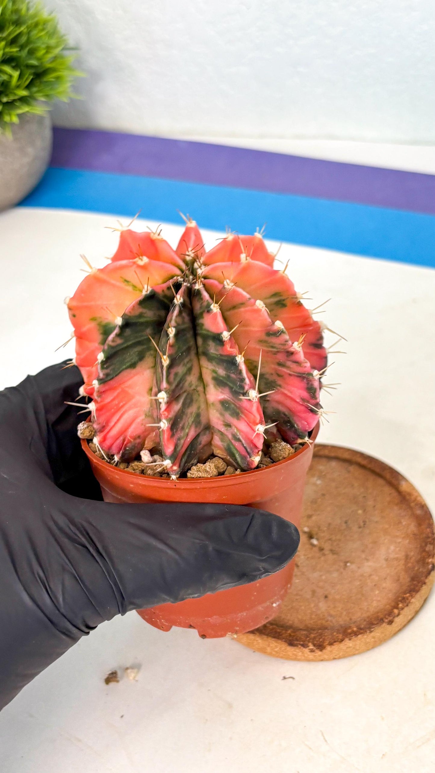 Gymnocalycium Mihanovichii (gy10) (g4) | Mature Cactus