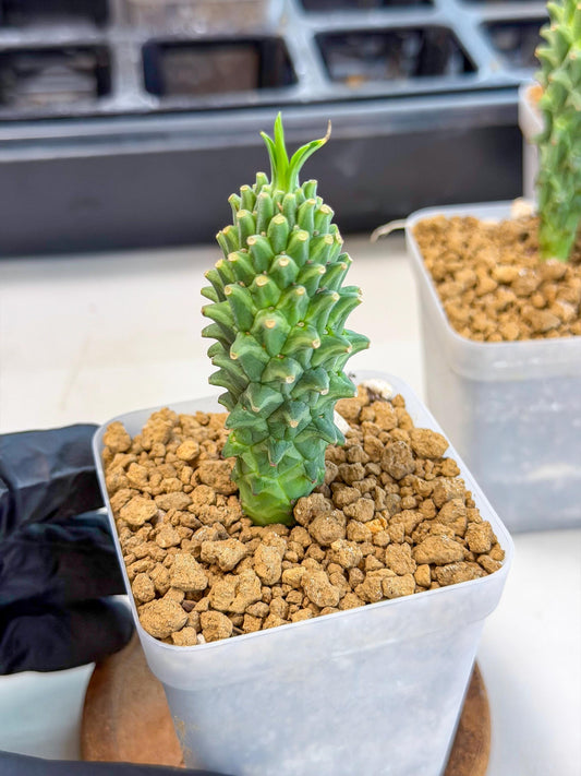 Rare Clandestina (1) | Indoor Plant