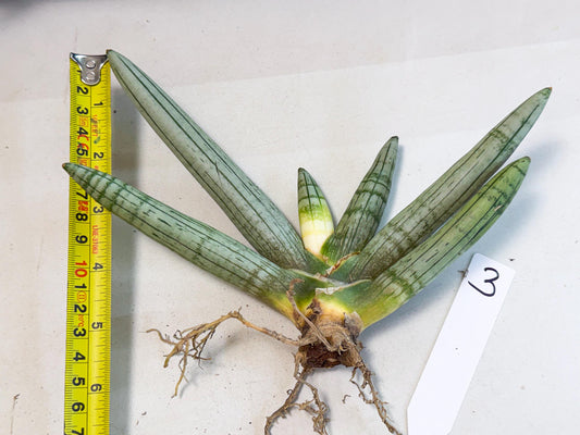Sansevieria Silver Giant (o3) | Indoor Snake Plant