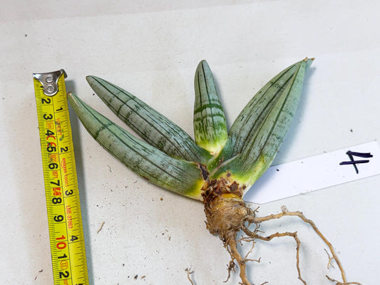 Sansevieria Silver Giant (4) | Indoor Snake Plant
