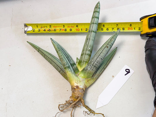 Sansevieria Silver Giant (9) | Indoor Snake Plant