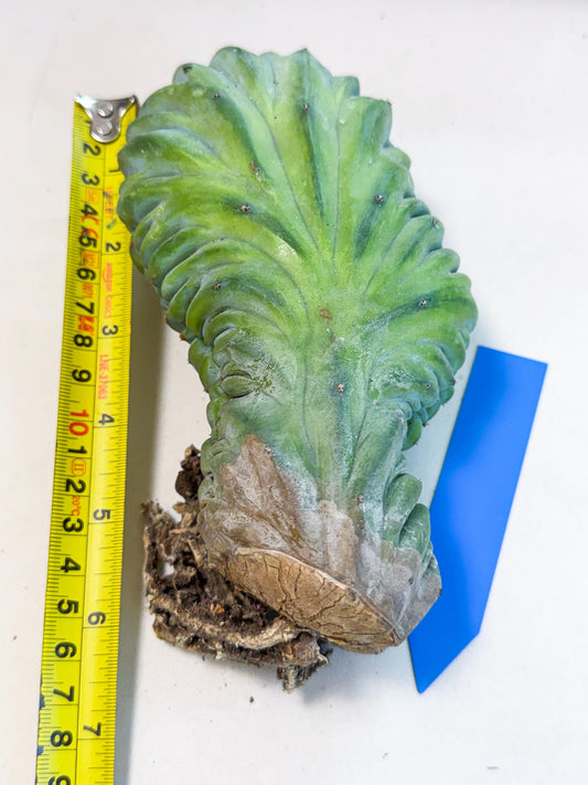 Myrtillocactus Crested (b) | Rare Plants