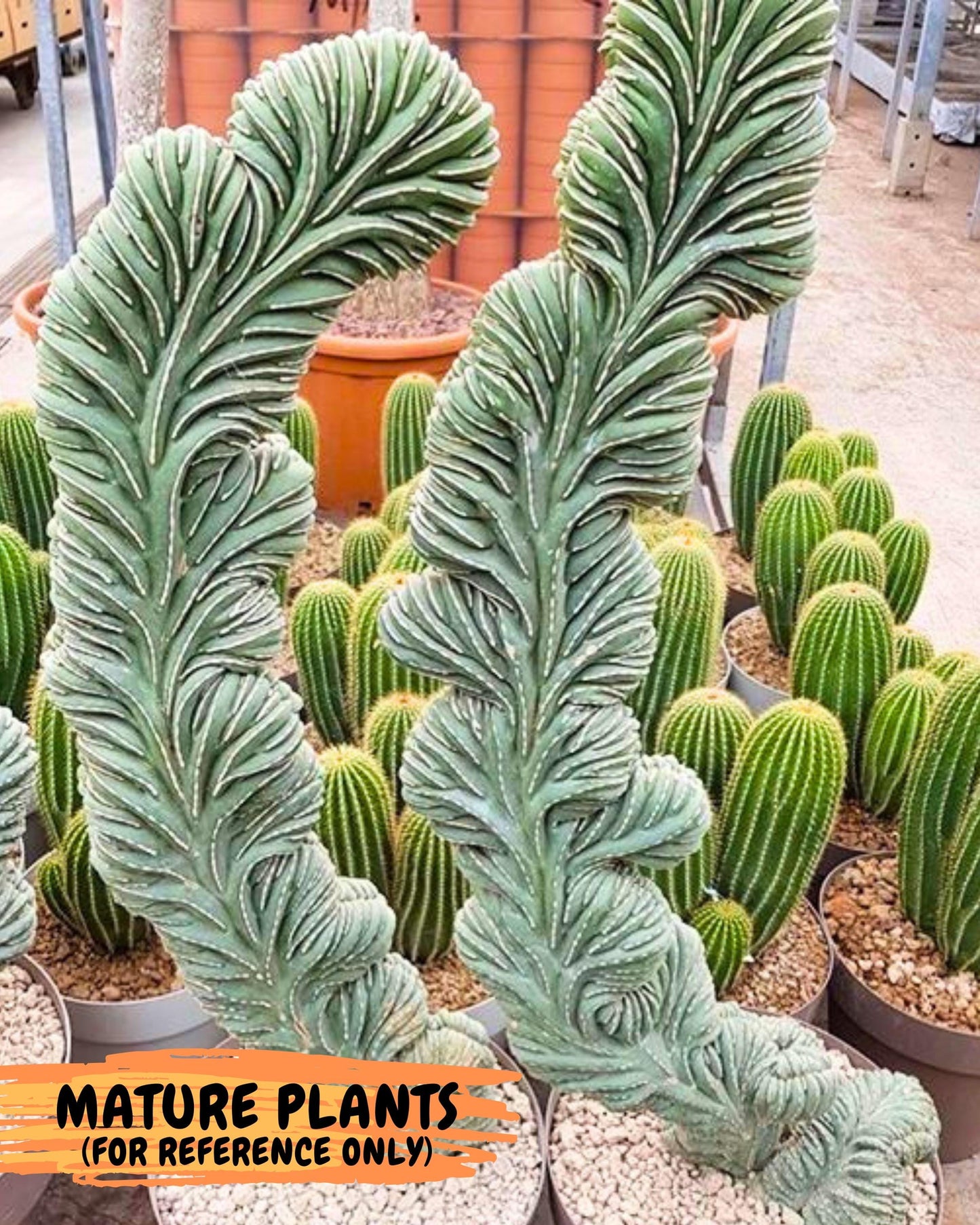 Marginatus Cristata (g) | Rare Cactus