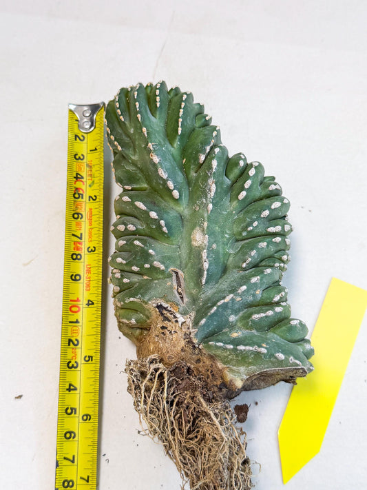 Marginatus Cristata (y) | Rare Cactus