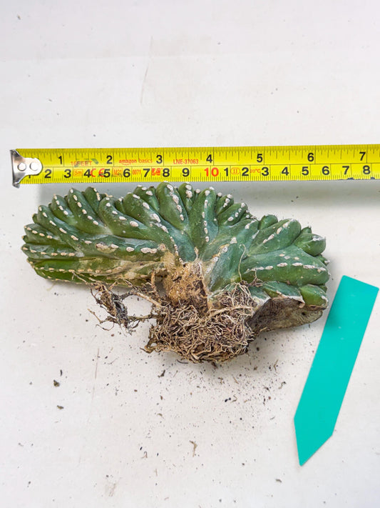 Marginatus Cristata (g) | Rare Cactus