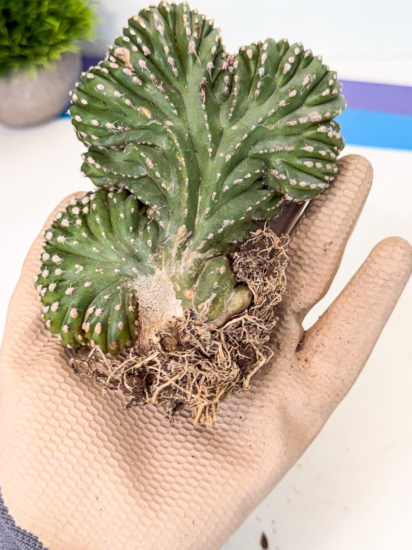 Marginatus Cristata (r) | Rare Cactus