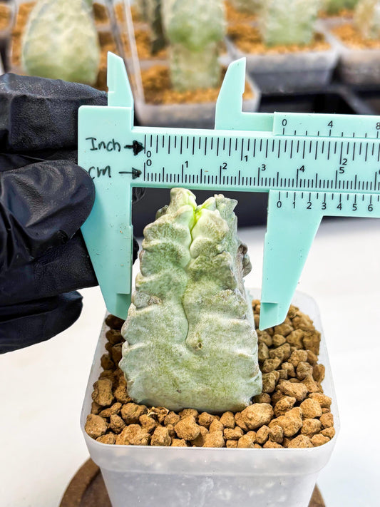 Whitesloanea crassa (4) | Rare House Plants