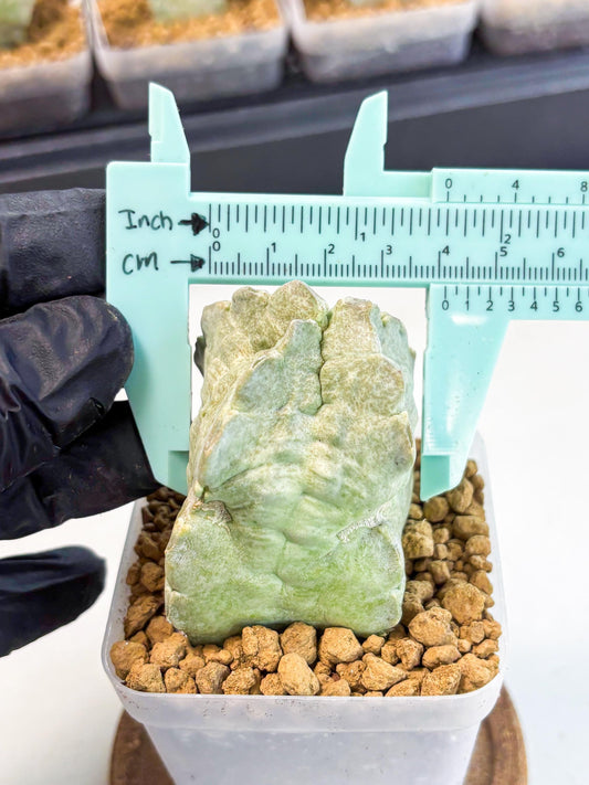 Whitesloanea crassa (15) | Rare House Plants