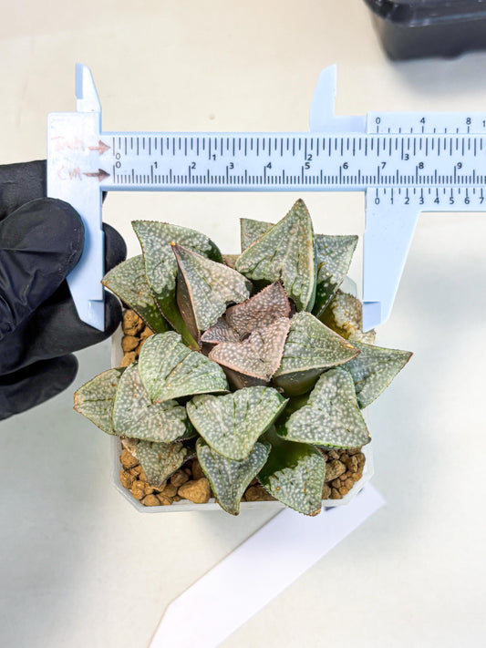 Haworthia Splendes Japan (wa1) (g1) | Rare Succulent