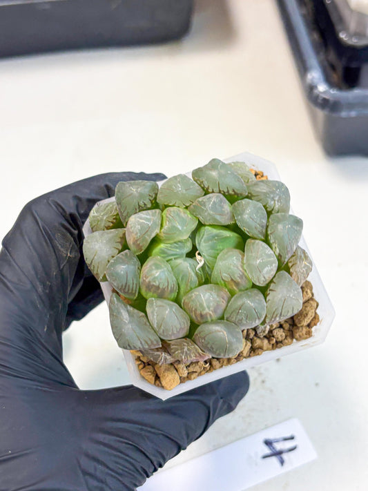 Haworthia Obtusa Ex Taiwan (wa1) (g4) | Rare Succulent