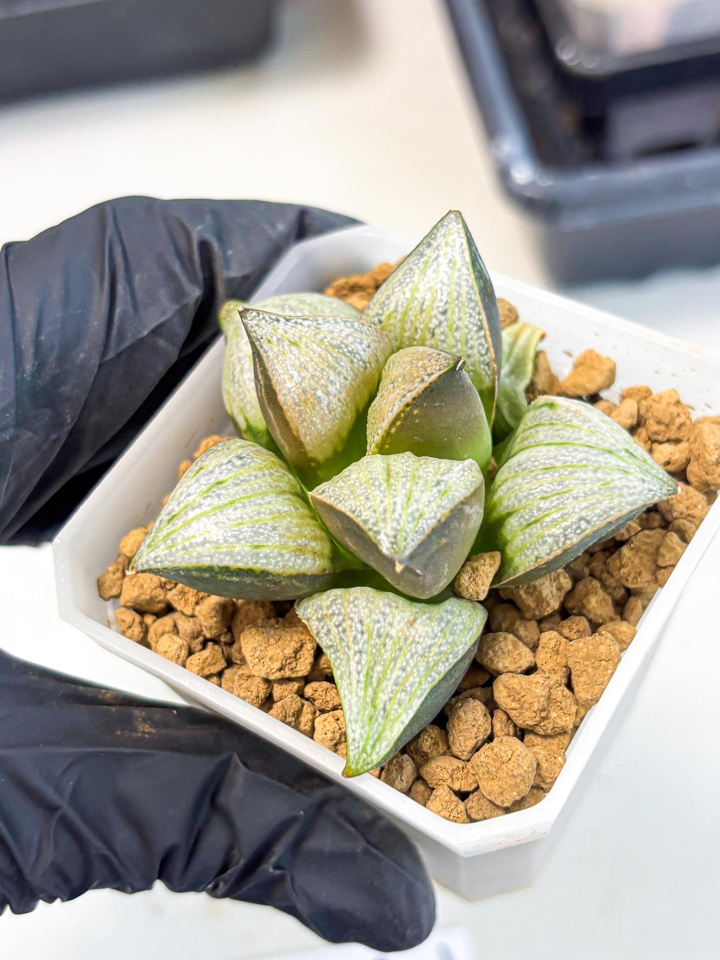 Haworthia Splendens Hybrid (wa1) (y2) | Japan Succulent
