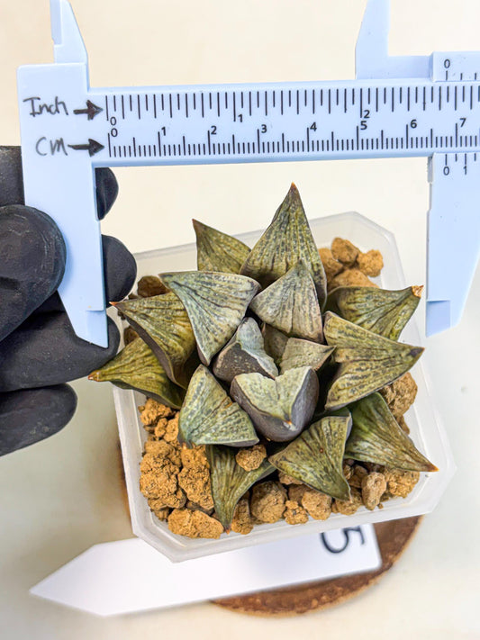 Haworthia Stabilo (wa4) (p5) | Rare Succulent