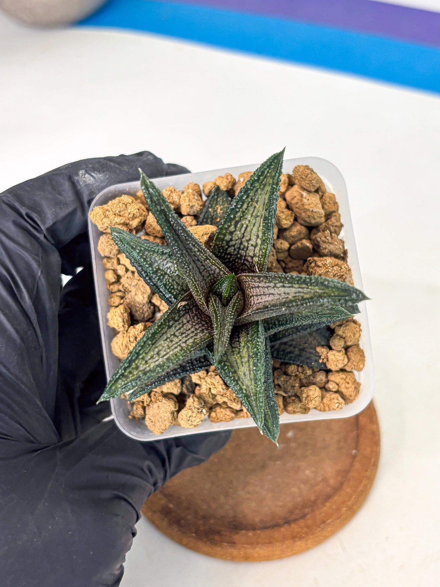 Haworthia Kintakyo (wa4) (p7) | Rare Succulent