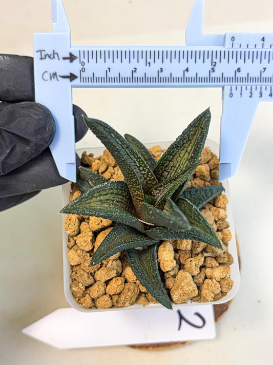 Haworthia Kintakyo (wa4) (r2) | Rare Succulent