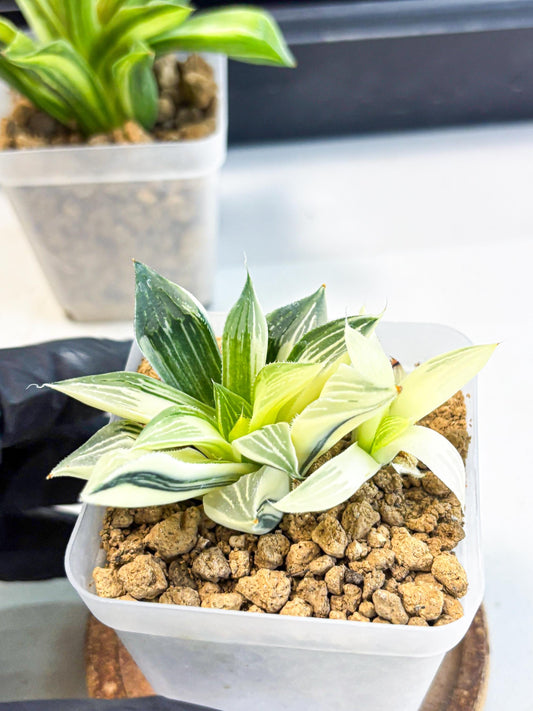 Haworthia Maginivica Var (wa4) (y1) | Easy Care Succulent