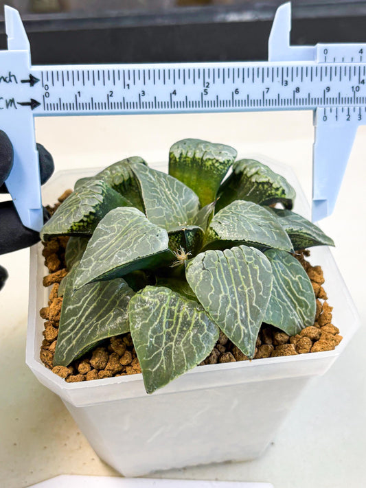 MATURE Haworthia Sjuijig (wa) (3) | Taiwan Import