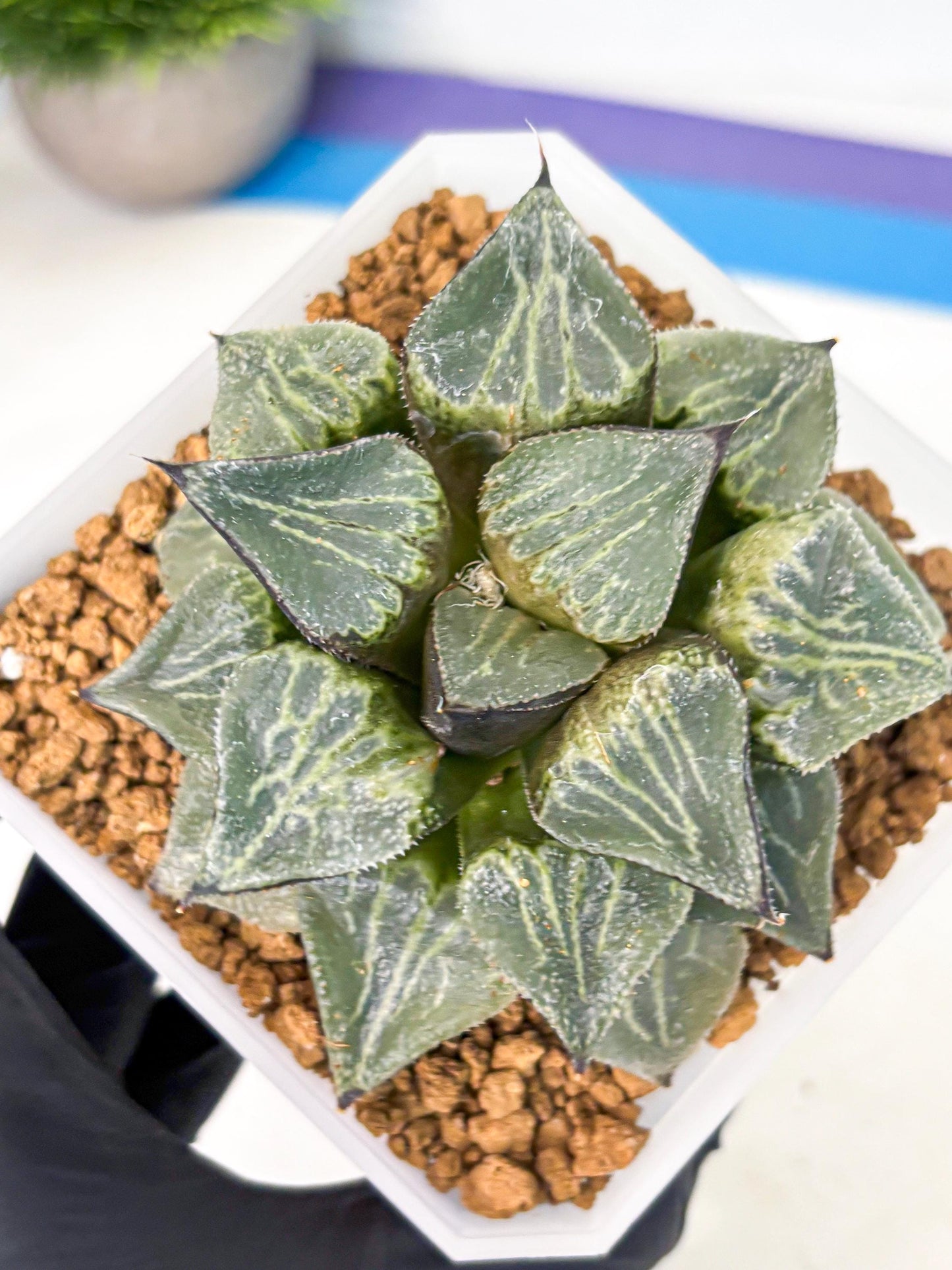 MATURE Haworthia Chun Hei Ju (wa) (6) | Taiwan Import