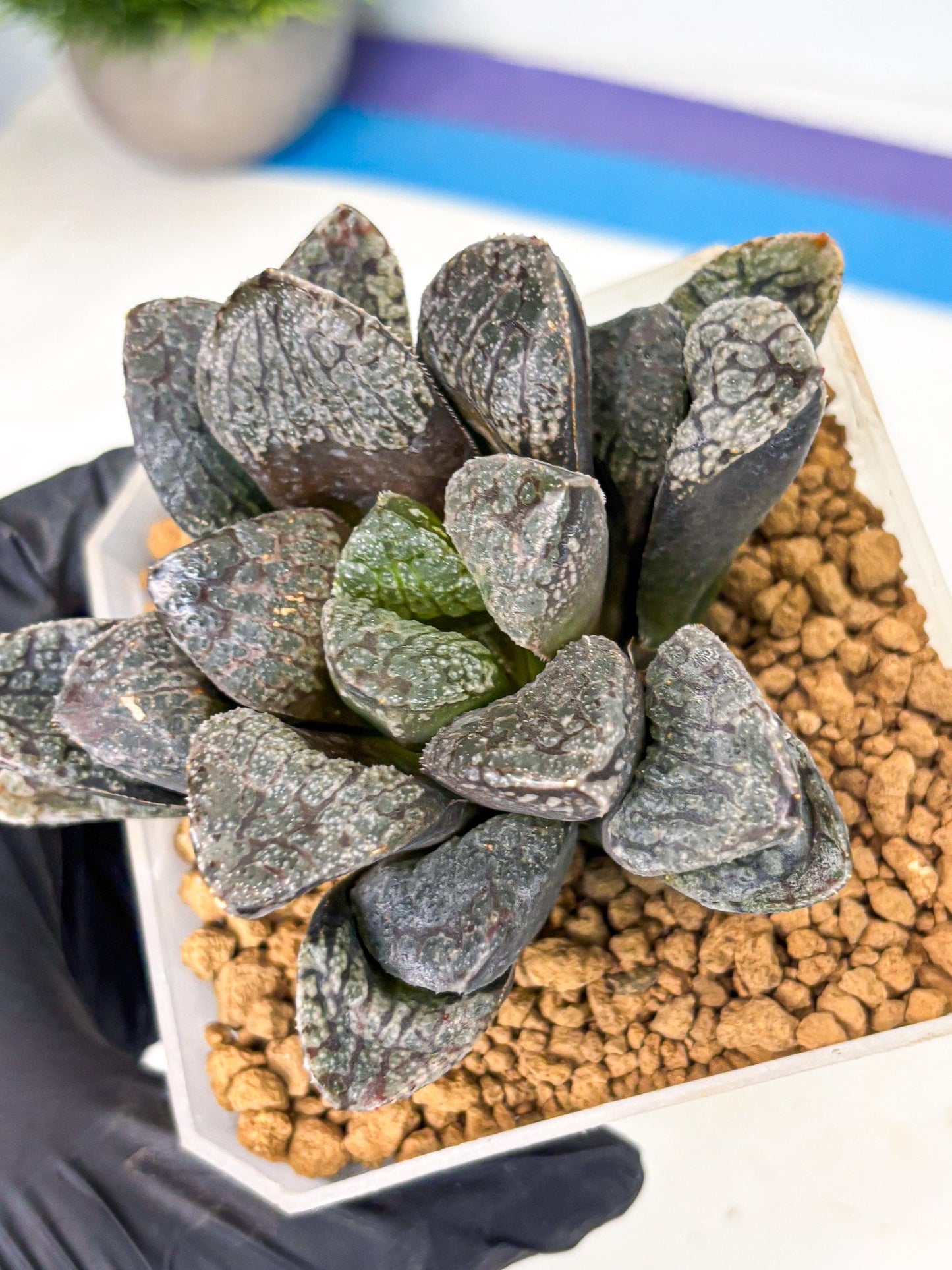 MATURE Haworthia Mordor (wa) (15) | Rare Succulent