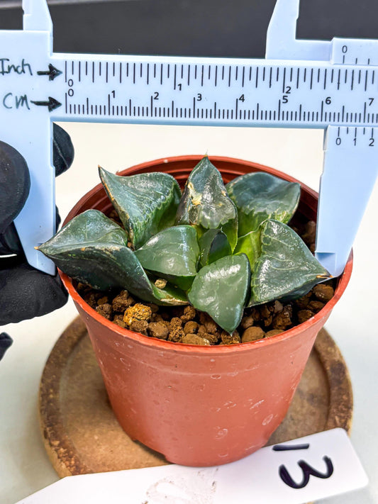 Haworthia Long Xi (wa5) (r13) | Hong Kong Import