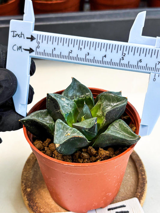 Haworthia Long Xi (wa5) (r14) | Hong Kong Import