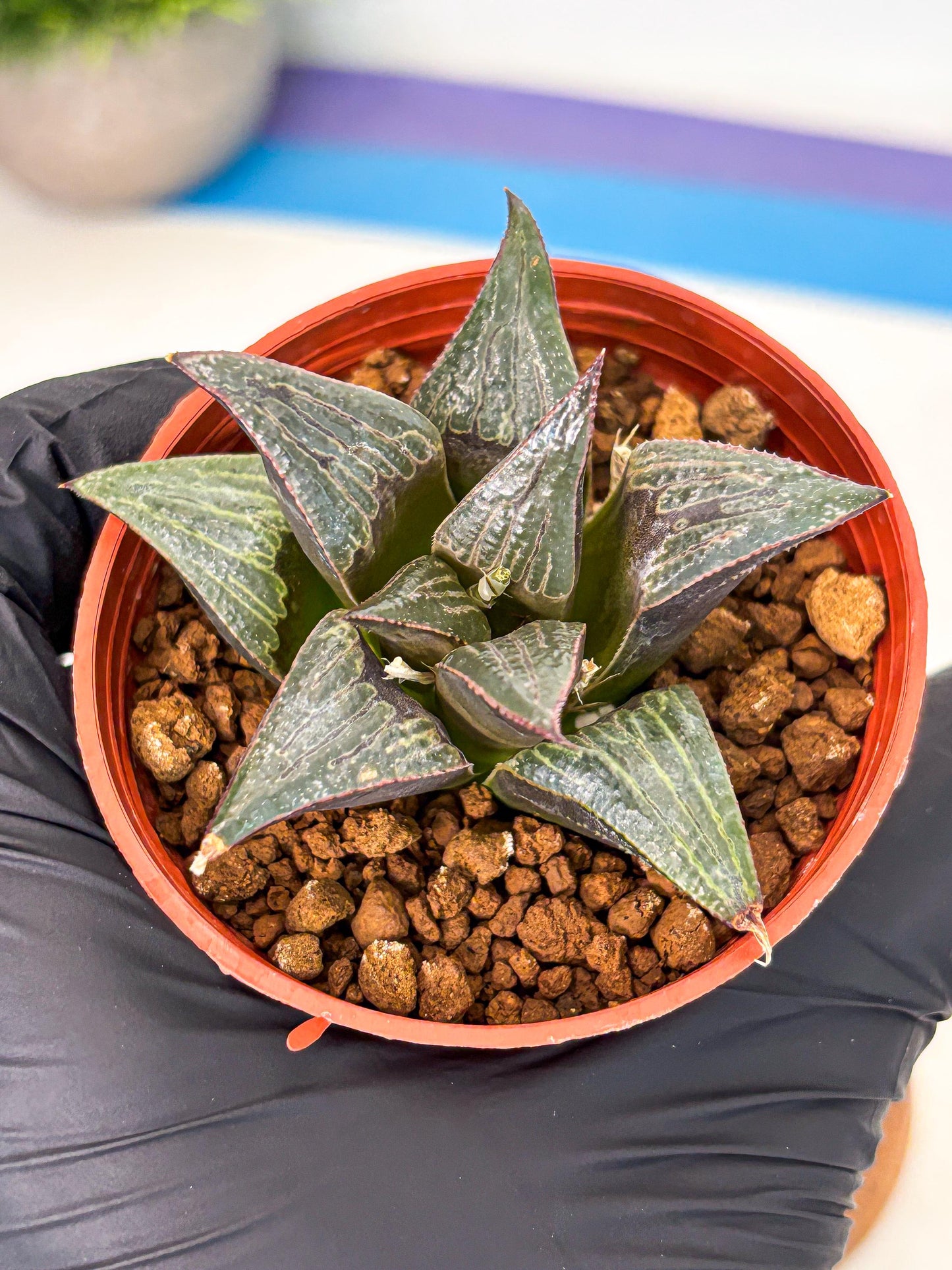 Haworthia Splendens x Badia (wa5) (r16) | Hong Kong Import