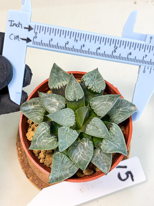 Haworthia Muke (wa5) (b15) | Rare Import
