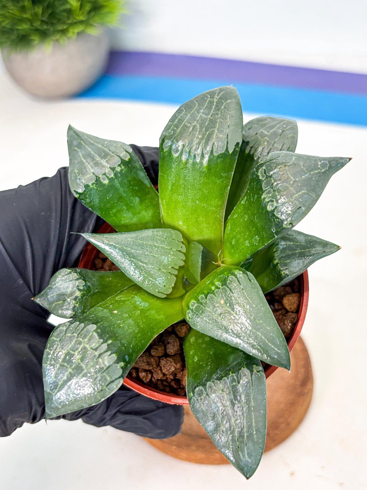 Haworthia Afang Gong (wa6) (y12) | Rare Import