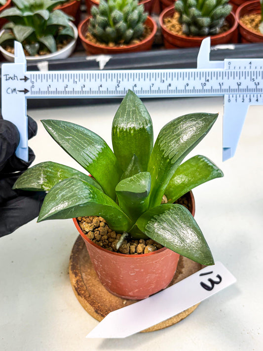 Haworthia Afang Gong (wa6) (y13) | Rare Import