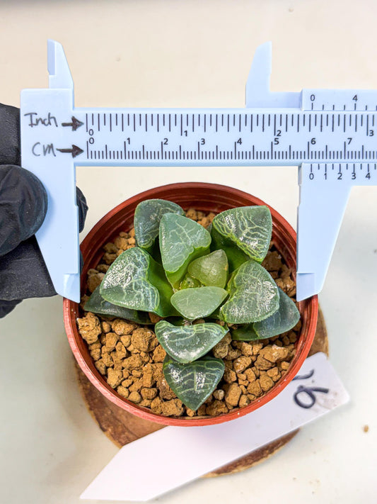 Haworthia Xiangyun (wa6) (y16) | Rare Import