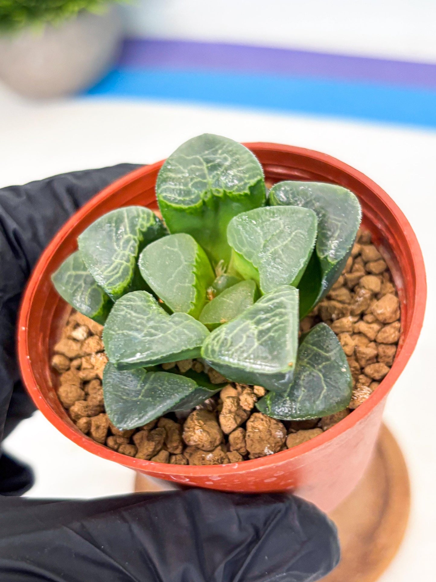 Haworthia Xiangyun (wa6) (y16) | Rare Import