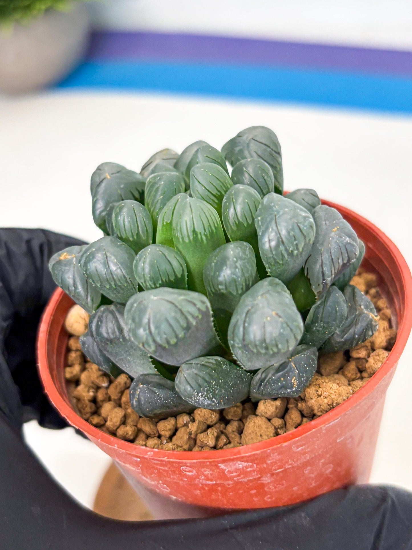 Haworthia Bingdeng (wa6) (b15) | Rare Import