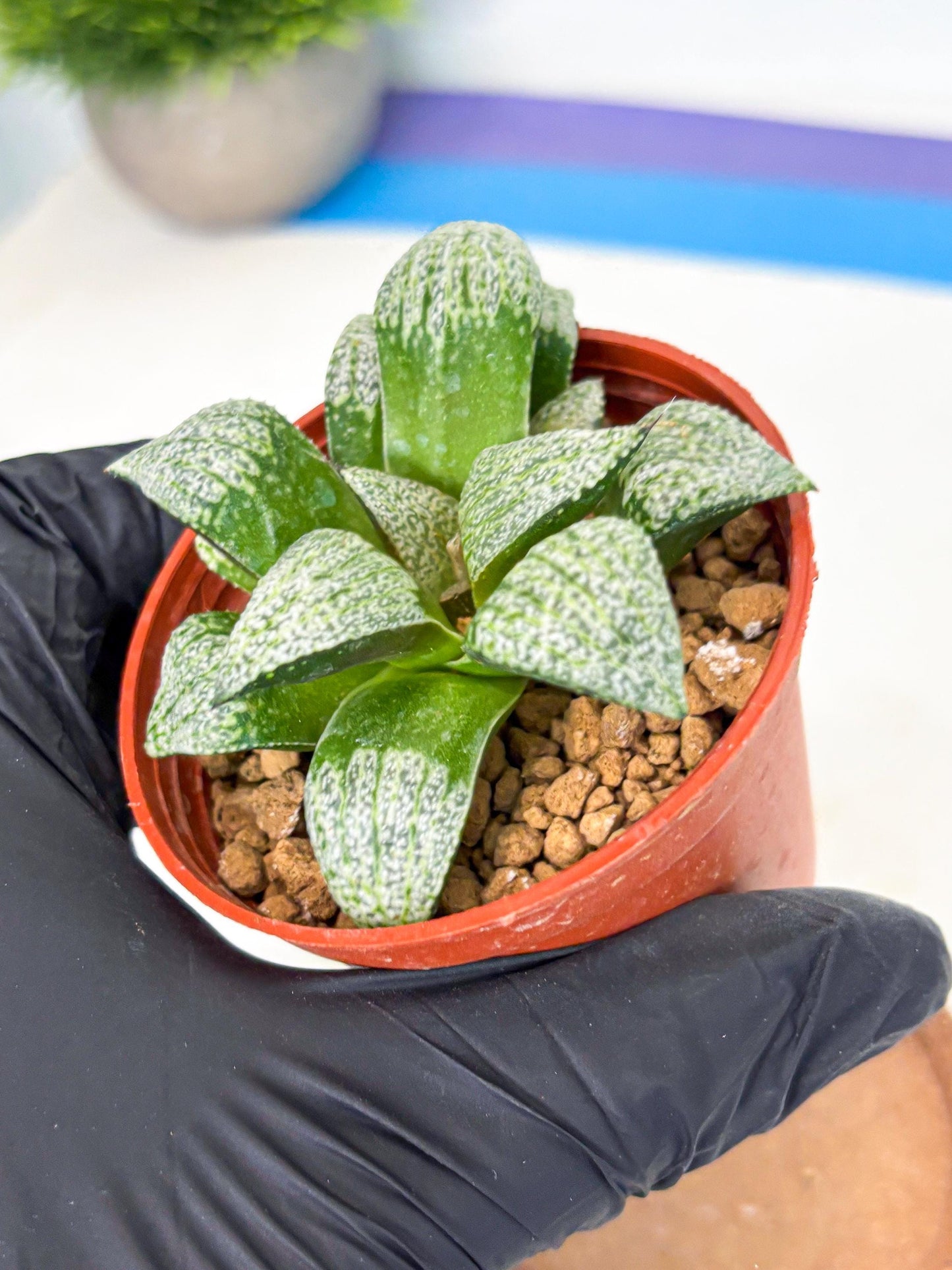 Haworthia Baiyin (wa6) (b18) | Rare Import