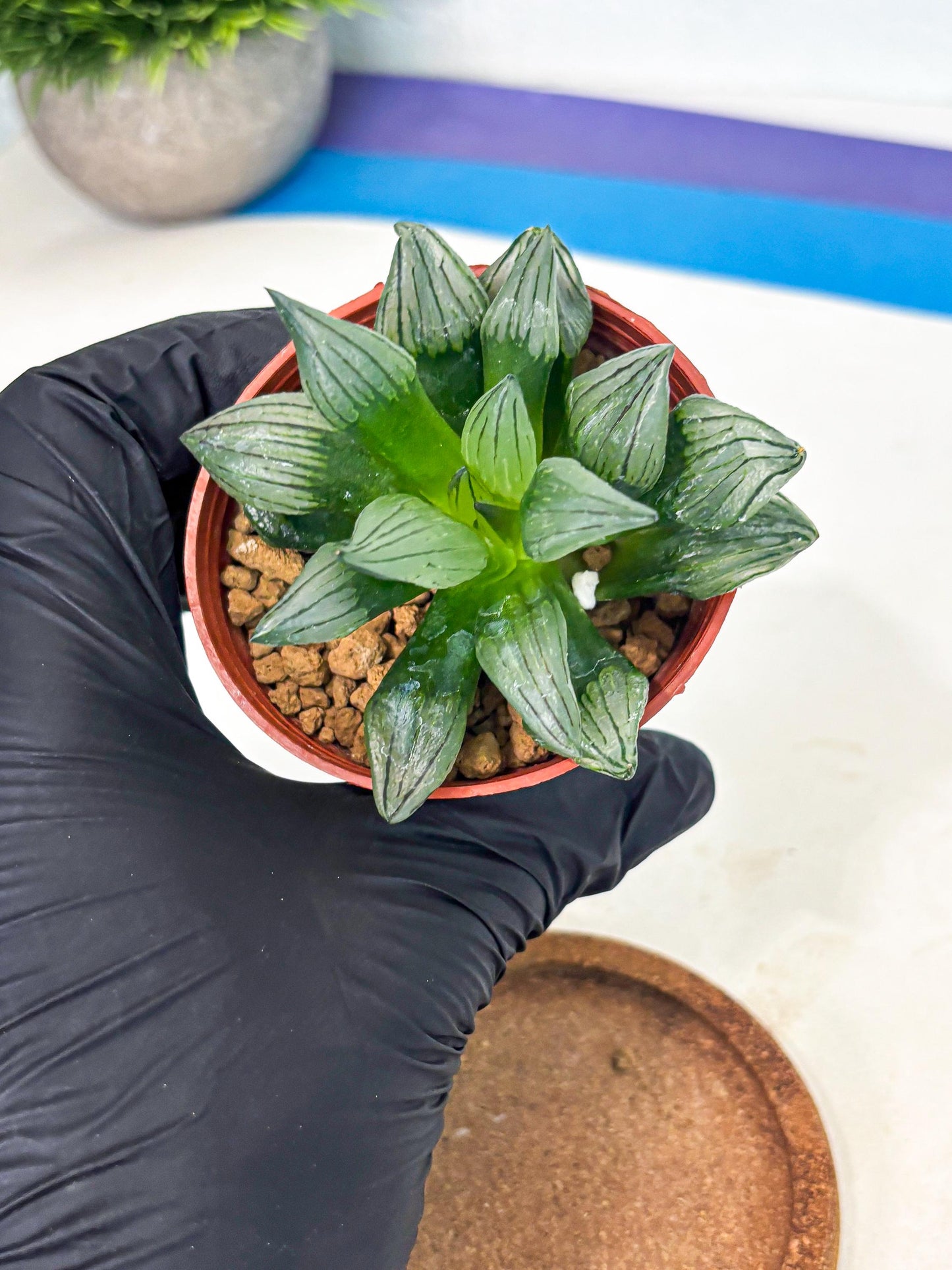 Haworthia Atrofusca (wa7) (b2) | Rare Import